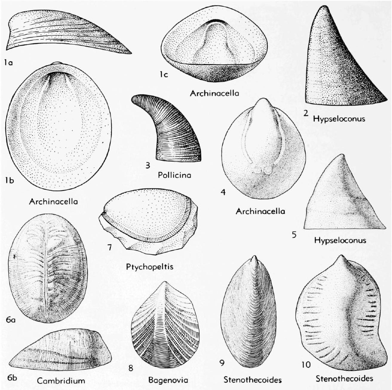 Fossil Image