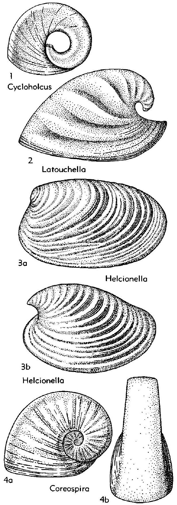 Fossil Image