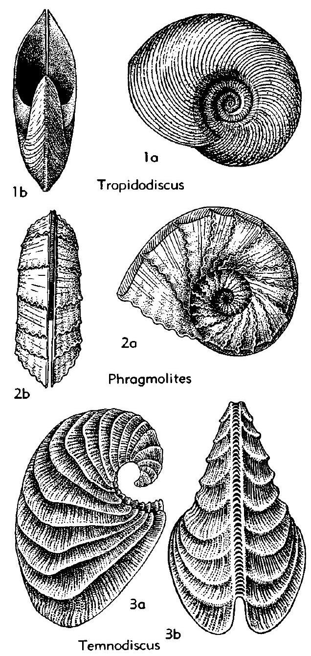 Fossil Image